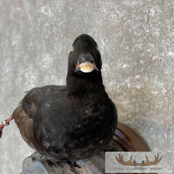 White-winged Scoter Taxidermy Bird Mount For Sale - Image 7