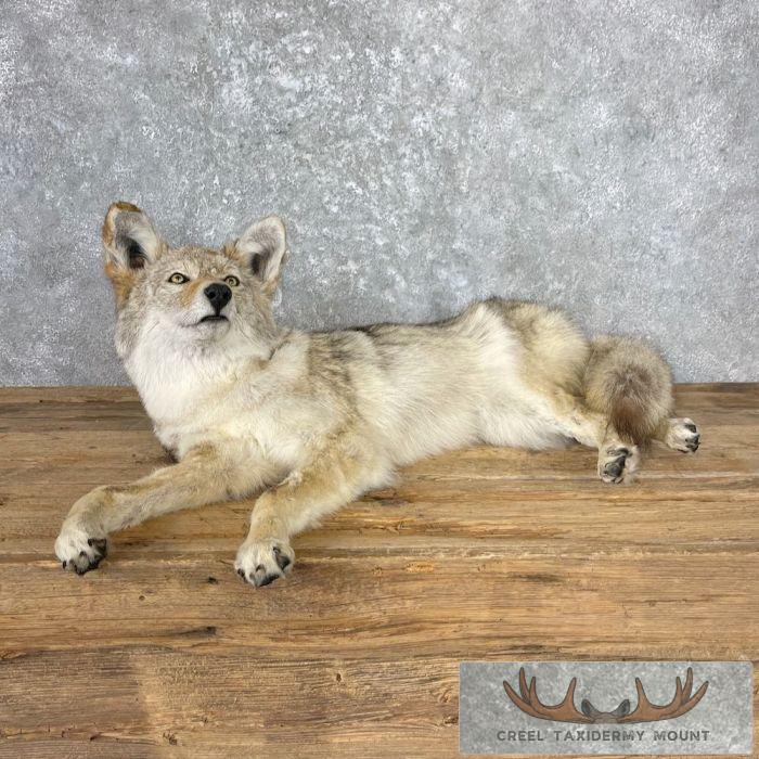 Coyote Life-Size Taxidermy Mount For Sale - Image 2