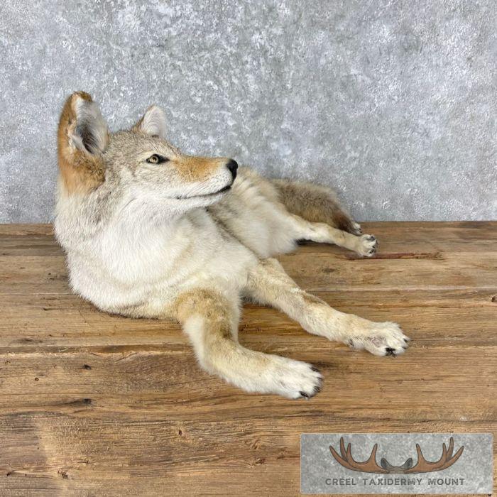 Coyote Life-Size Taxidermy Mount For Sale - Image 3