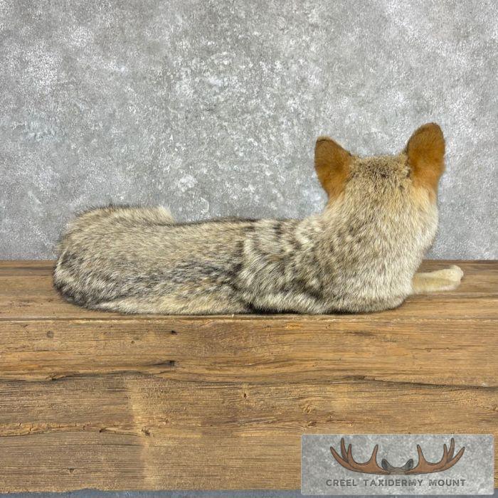 Coyote Life-Size Taxidermy Mount For Sale - Image 4