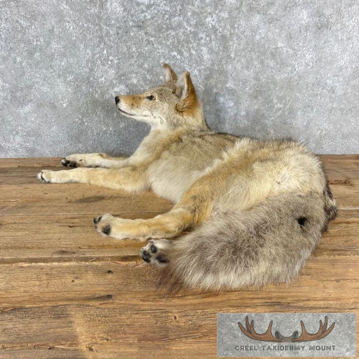 Coyote Life-Size Taxidermy Mount For Sale - Image 5