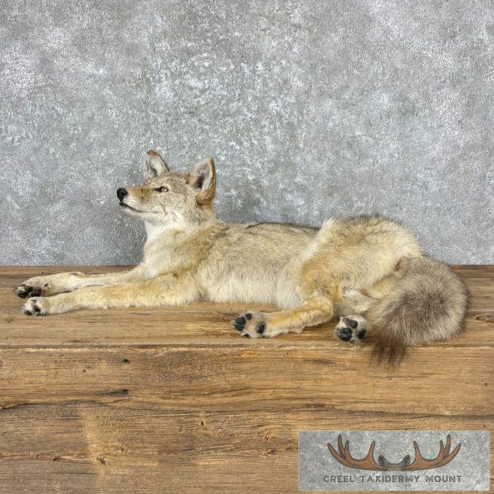 Coyote Life-Size Taxidermy Mount For Sale - Image 6