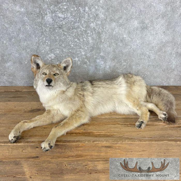 Coyote Life-Size Taxidermy Mount For Sale - Image 7