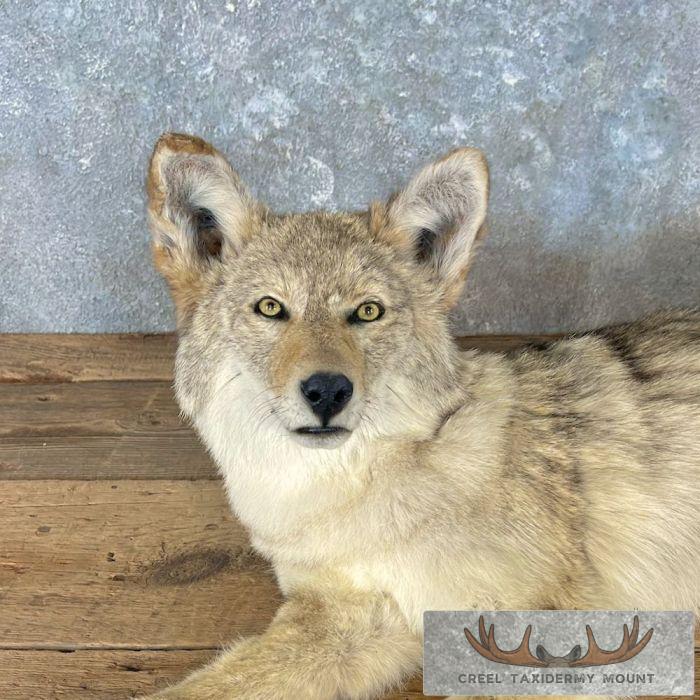 Coyote Life-Size Taxidermy Mount For Sale - Image 8