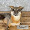 Grey Fox Life-Size Taxidermy Mount For Sale - Image 2