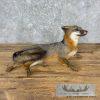 Grey Fox Life-Size Taxidermy Mount For Sale - Image 3