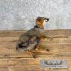Grey Fox Life-Size Taxidermy Mount For Sale - Image 4