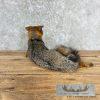 Grey Fox Life-Size Taxidermy Mount For Sale - Image 5