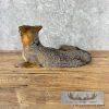 Grey Fox Life-Size Taxidermy Mount For Sale - Image 6