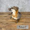 Grey Fox Life-Size Taxidermy Mount For Sale - Image 7