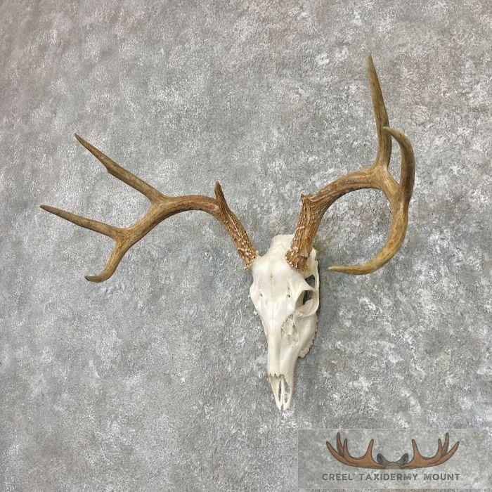 Whitetail Deer Skull European Taxidermy Mount For Sale - Image 2