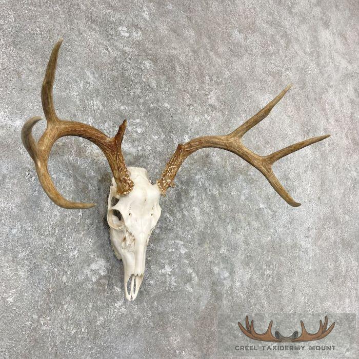 Whitetail Deer Skull European Taxidermy Mount For Sale - Image 3