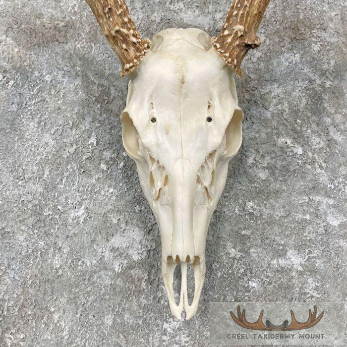 Whitetail Deer Skull European Taxidermy Mount For Sale - Image 4