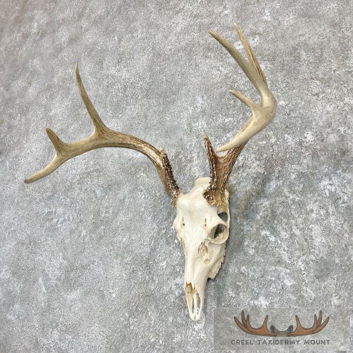 Whitetail Deer Skull European Taxidermy Mount For Sale - Image 2