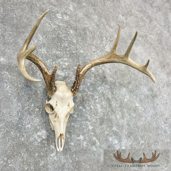 Whitetail Deer Skull European Taxidermy Mount For Sale - Image 3