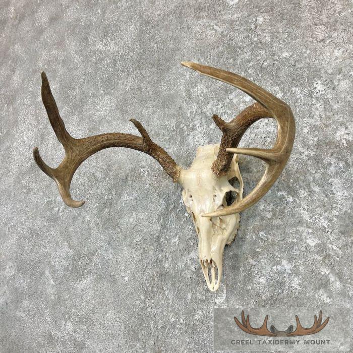 Whitetail Deer Skull European Taxidermy Mount For Sale - Image 2