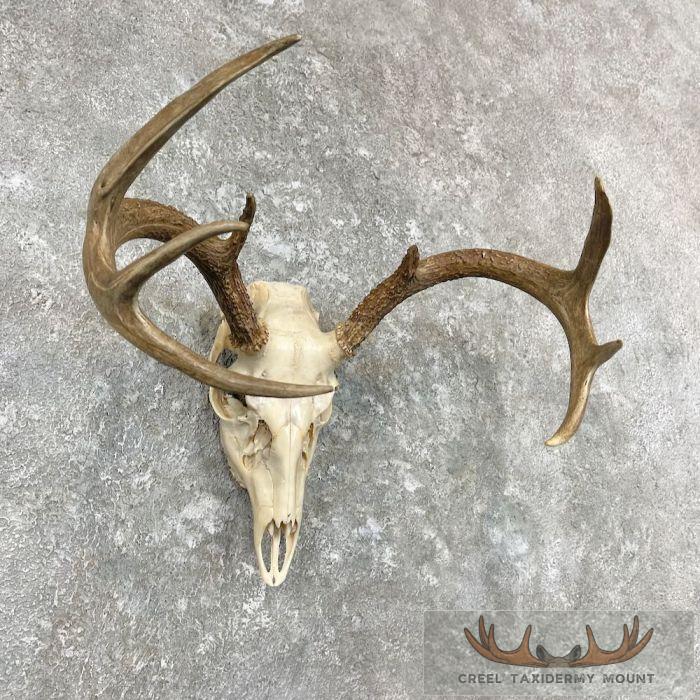 Whitetail Deer Skull European Taxidermy Mount For Sale - Image 3