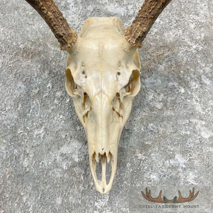 Whitetail Deer Skull European Taxidermy Mount For Sale - Image 4