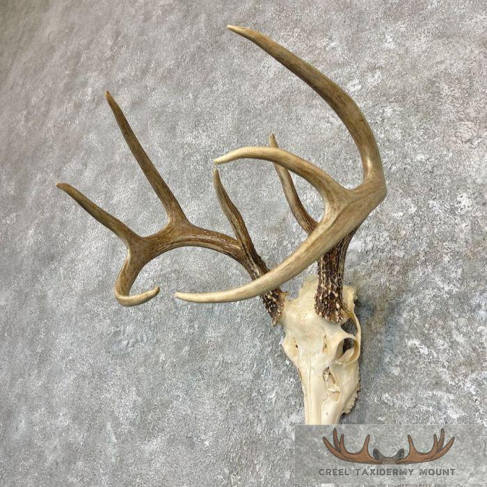 Whitetail Deer Skull European Taxidermy Mount For Sale - Image 2