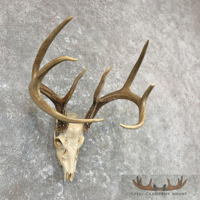Whitetail Deer Skull European Taxidermy Mount For Sale - Image 3