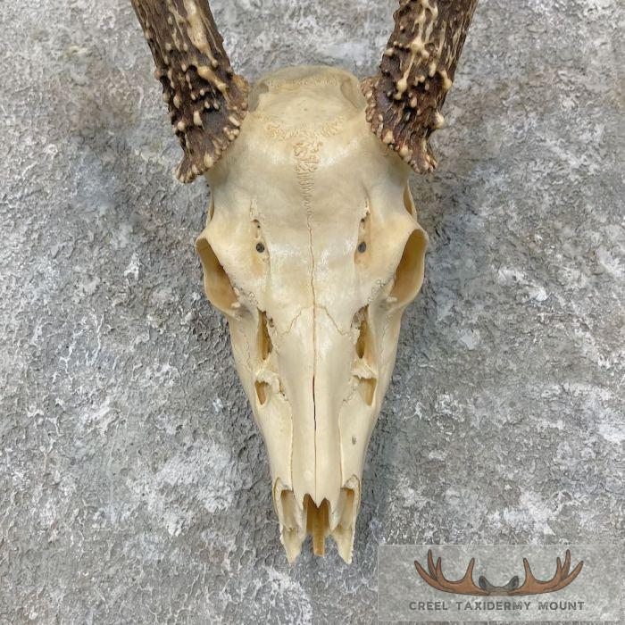 Whitetail Deer Skull European Taxidermy Mount For Sale - Image 4
