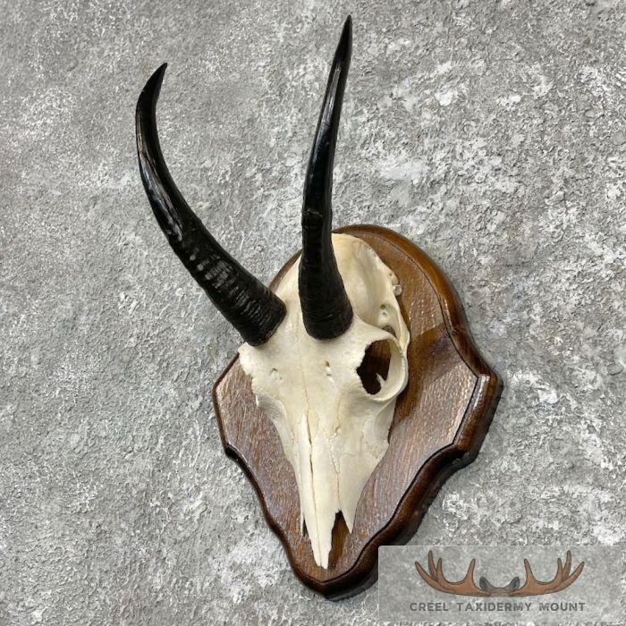 Mountain Goat Skull European Taxidermy Mount For Sale - Image 2