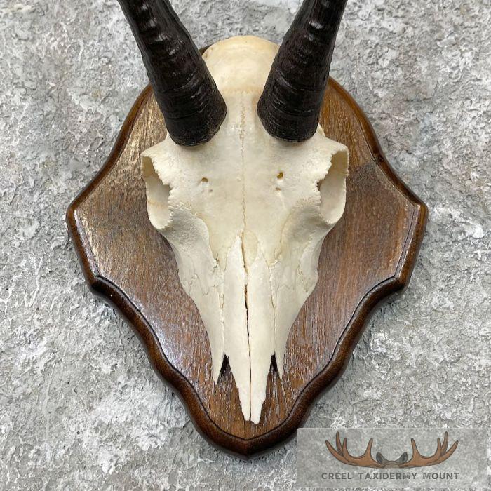 Mountain Goat Skull European Taxidermy Mount For Sale - Image 4
