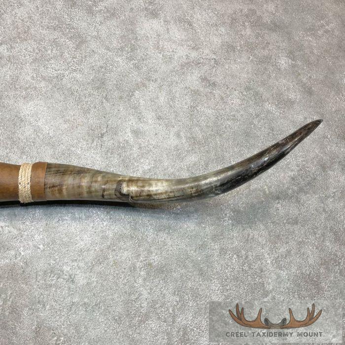 Longhorn Steer Plaque For Sale - Image 4
