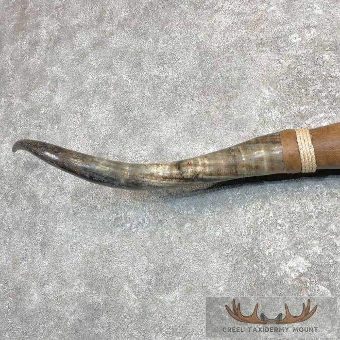 Longhorn Steer Plaque For Sale - Image 6