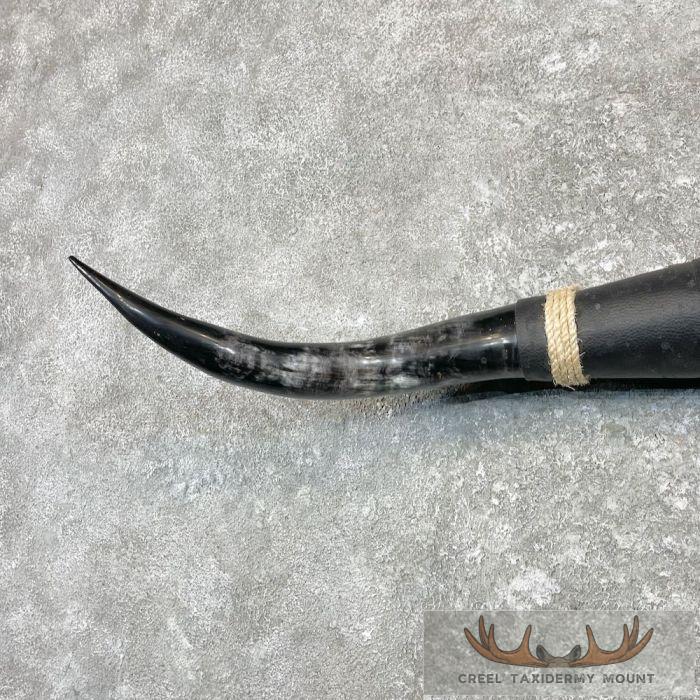 Longhorn Steer Plaque For Sale - Image 6