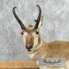 Pronghorn Antelope Life-Size Taxidermy Mount For Sale - Image 2