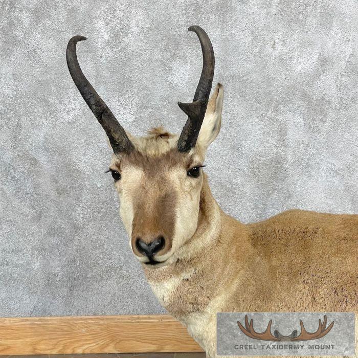 Pronghorn Antelope Life-Size Taxidermy Mount For Sale - Image 2