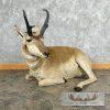 Pronghorn Antelope Life-Size Taxidermy Mount For Sale - Image 3