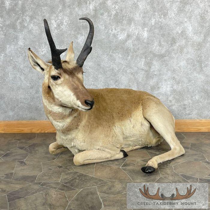 Pronghorn Antelope Life-Size Taxidermy Mount For Sale - Image 3