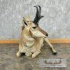 Pronghorn Antelope Life-Size Taxidermy Mount For Sale - Image 4