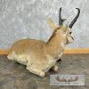 Pronghorn Antelope Life-Size Taxidermy Mount For Sale - Image 5