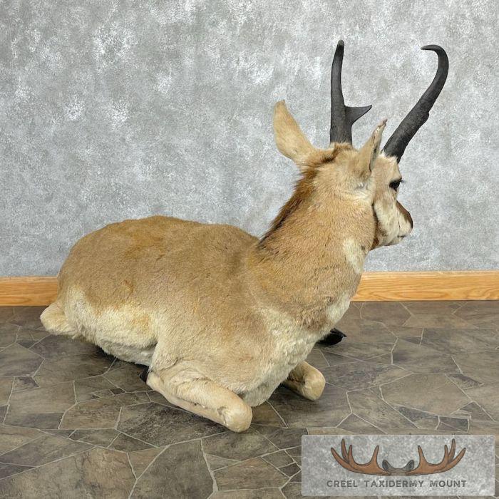 Pronghorn Antelope Life-Size Taxidermy Mount For Sale - Image 5