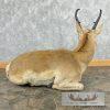 Pronghorn Antelope Life-Size Taxidermy Mount For Sale - Image 6