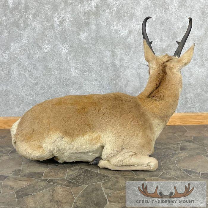 Pronghorn Antelope Life-Size Taxidermy Mount For Sale - Image 6