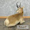 Pronghorn Antelope Life-Size Taxidermy Mount For Sale - Image 7