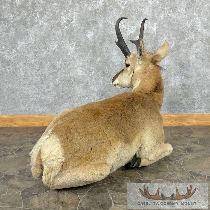 Pronghorn Antelope Life-Size Taxidermy Mount For Sale - Image 7
