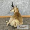 Pronghorn Antelope Life-Size Taxidermy Mount For Sale - Image 8