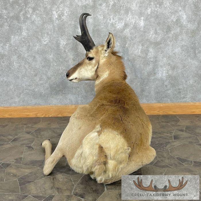 Pronghorn Antelope Life-Size Taxidermy Mount For Sale - Image 8