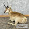 Pronghorn Antelope Life-Size Taxidermy Mount For Sale - Image 9