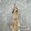 Lynx Tanned Hide For Sale - Image 2