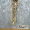 Lynx Tanned Hide For Sale - Image 4
