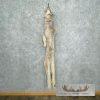 Lynx Tanned Hide For Sale - Image 5