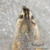 American Badger Tanned Hide For Sale - Image 2