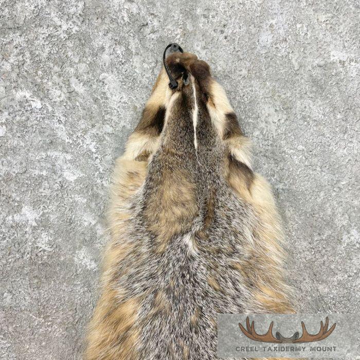 American Badger Tanned Hide For Sale - Image 2