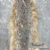 American Badger Tanned Hide For Sale - Image 3